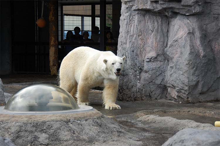 다양한 동물들과 친구가 되는 '아사히야마 동물원'