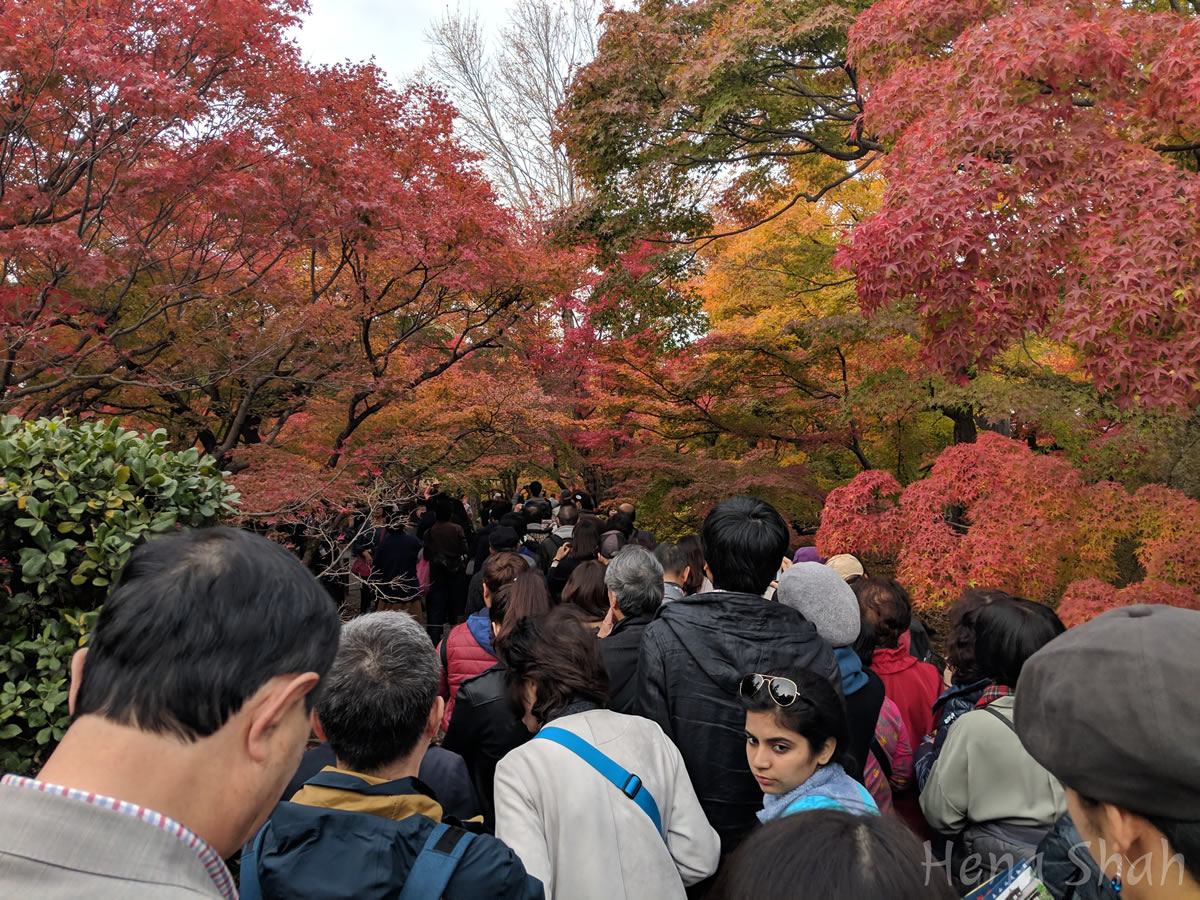 Autumn leaves in Kyoto