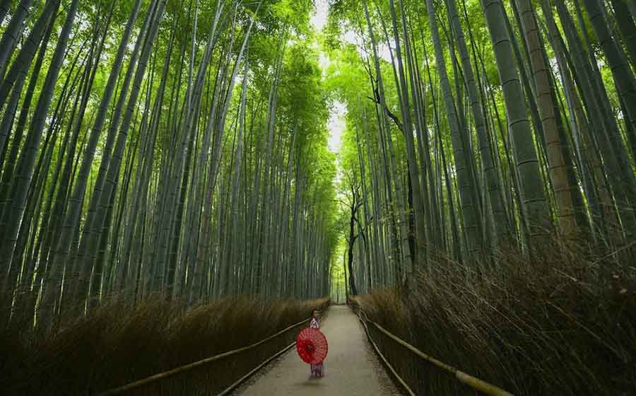 Uncover the Mysteries of the Arashiyama Bamboo Forest
