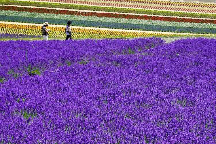 Furano Lavender Fields