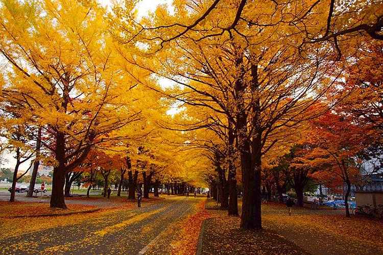 Hokkaido University Botanical Gardens