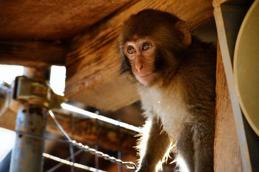Hang Out with Primates at the Iwatayama Monkey Park